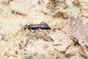 grijze spinnendoder (Pompilus cinereus) 6-2008 0488
